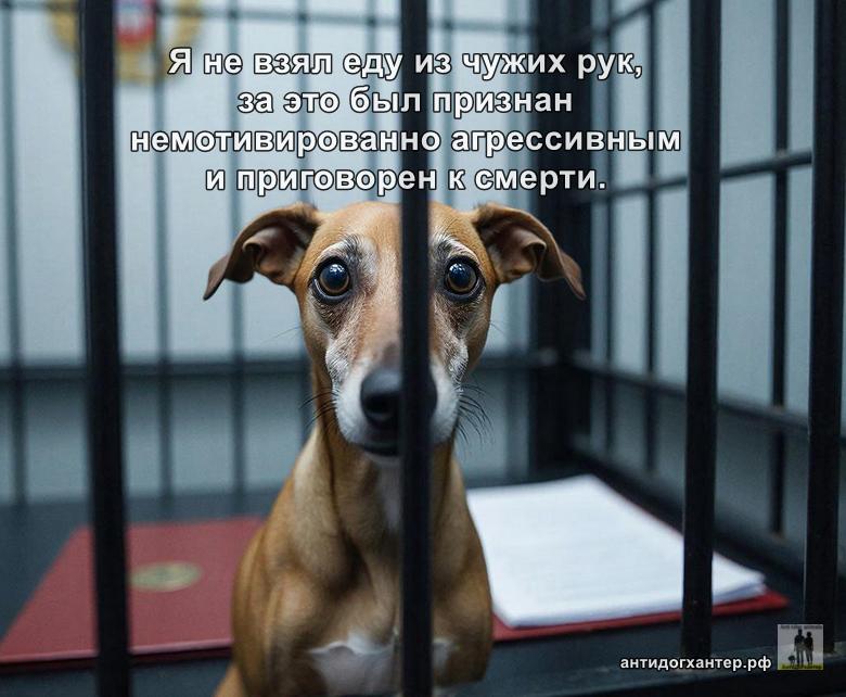 собака за решёткой в суде,отказ от еды - немотивированная агрессия