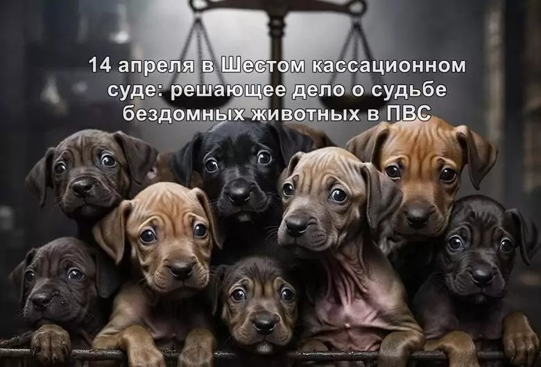 Битва за жизнь: кассационный суд решит судьбу тысяч бездомных животных в ПВС